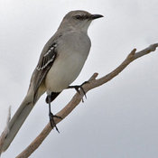 Tropical Mockingbird